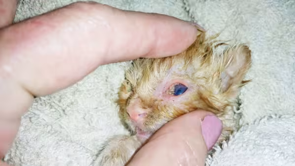 O médico é a única pessoa que sabe como tirar berne de gato. Não tente fazer isso em casa