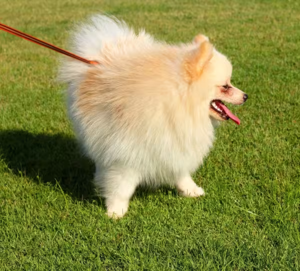 O Lulu da Pomerania precisa passear regularmente