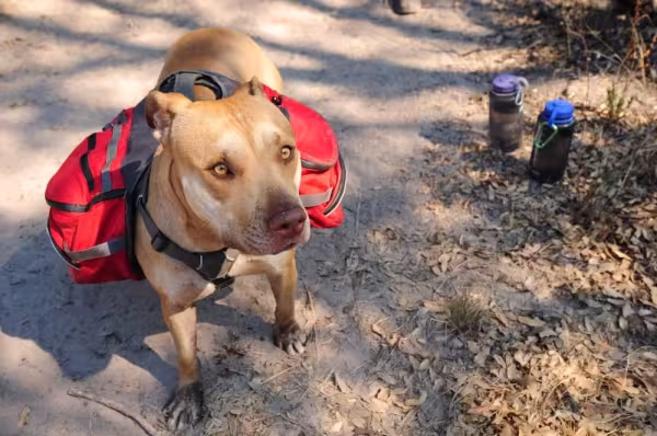 Cachorro com mochila pode ajudar muito durante uma trilha com a família