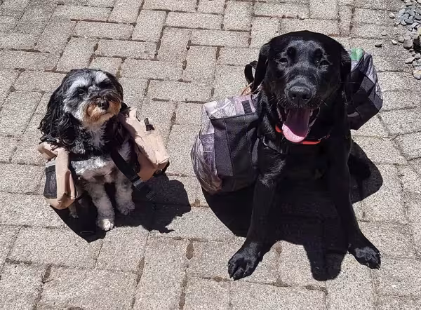 Cada cão deve levar suas coisinhas em uma mochila para ficar no hotel de cachorro