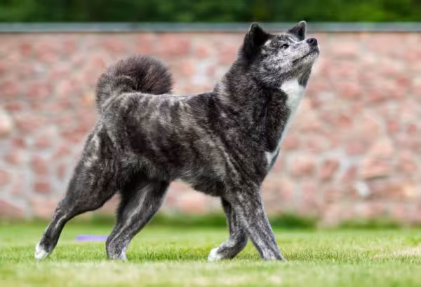 O Hokkaido também pode ser encontrado em outras cores, como o tigrado