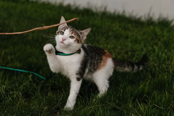 Gatos filhotes não negam uma brincadeira!