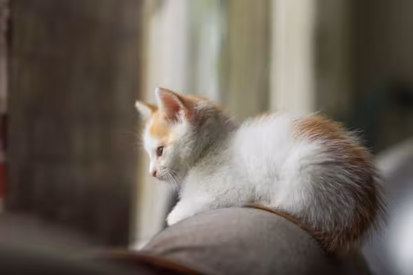 Os filhotes de gato também precisam de um bom descanso