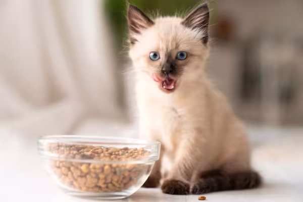 Gato filhote precisa de uma boa alimentação para ter um bom desenvolvimento