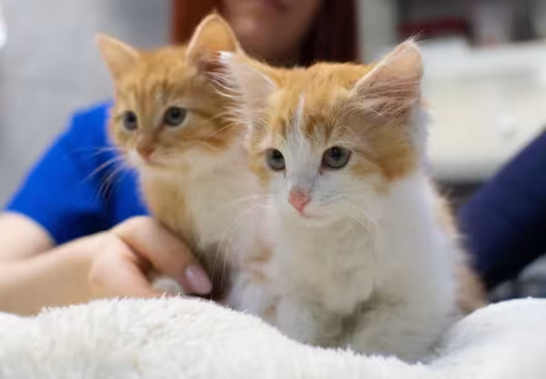 Nessa fase, o filhote de gato precisa de acompanhamento veterinário constante