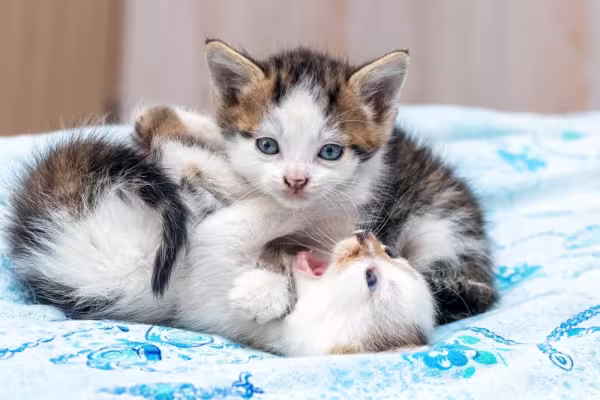 Filhote de gato se diverte mais ainda quando tem a companhia do irmão