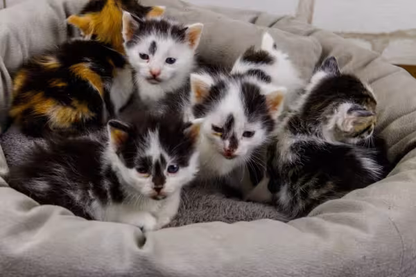 Os filhotes de gato passam pela primeira socialização no contato com a ninhada