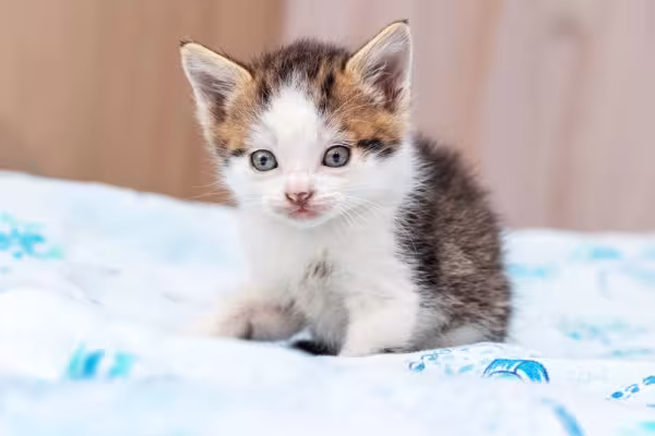 O filhote de gato só pode ser adotado após o desmame