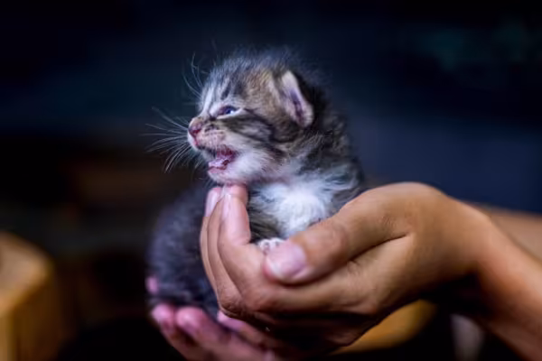 O miado de gato filhote é bastante comum nos primeiros dias em um novo lar