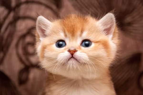 Esse filhote de gato laranja se mostra