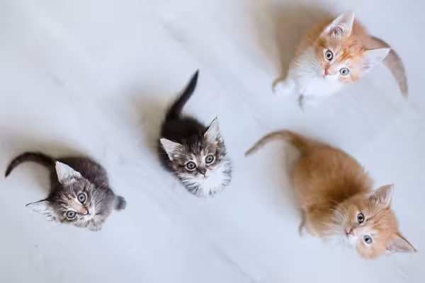 Uma ninhada de gato filhote costuma ter de 4 a 8 filhotes!