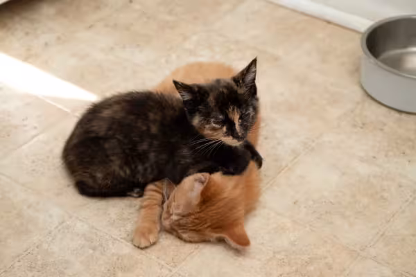 Muitos filhotes de gato que cresceram juntos se tornam inseparáveis