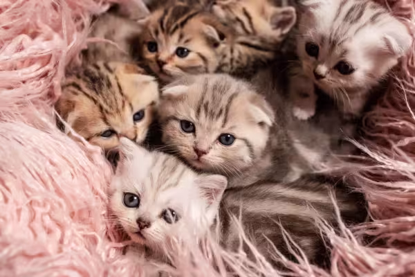 Com vários filhotes de gato juntos, não falta amor e carinho
