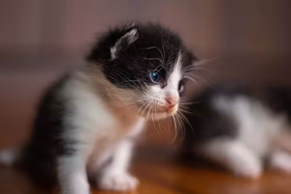 Sonhar com filhote de gato é sinal de boas novidades vindo aí!