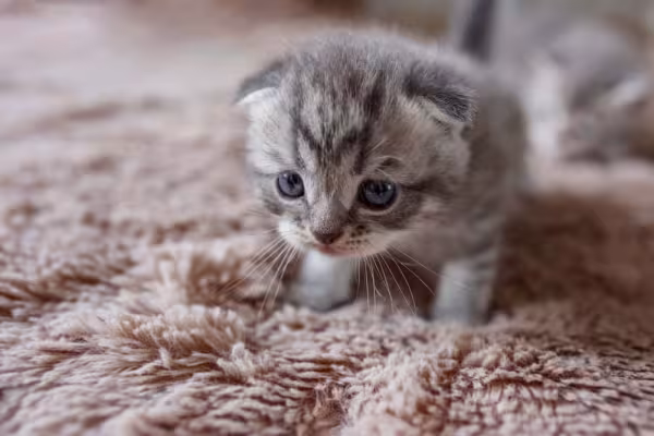 Adotar um filhote de gato é um ato de muito amor e carinho pelos bichinhos!