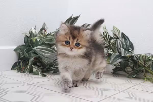 Todos os filhotes de gato merecem um lar!