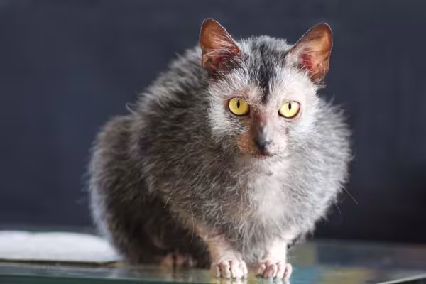 Lykoi: apesar dessa aparência de lobo