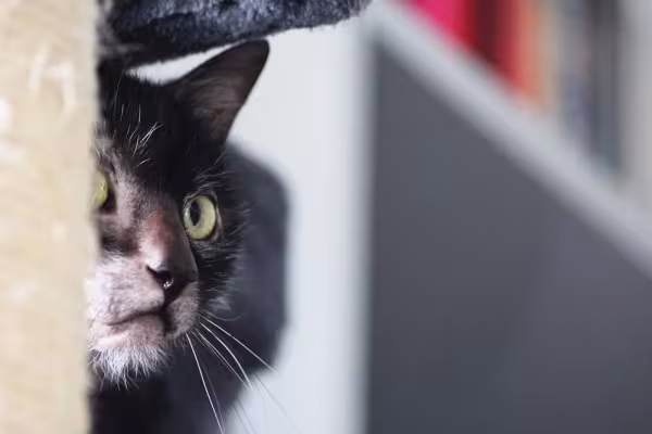 O focinho do Lykoi é curto e de nariz aveludado