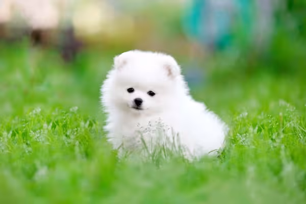 O Lulu da Pomerânia branco é apaixonante