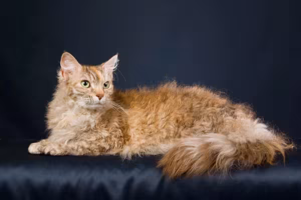 Não dá para falar de gato de pelo cacheado sem mencionar o LaPerm!