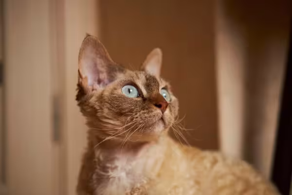 Esse gato de pelo cacheado é tão inteligente que pode ser até treinado como um cão