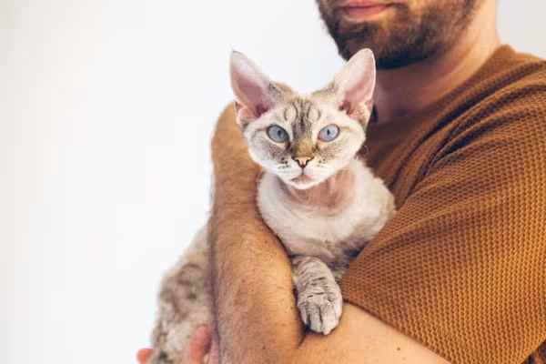 Mas esse gato de pelo cacheado também tem seu lado afetuoso