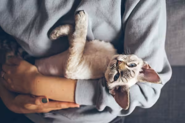 Os primeiros indícios do gato de pelo cacheado Devon Rex são de 1950
