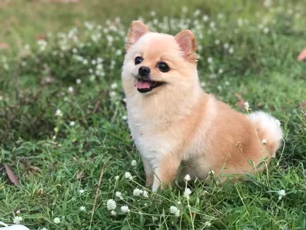 Sobre o crescimento, Lulu da Pomerânia cresce até 12 meses de idade
