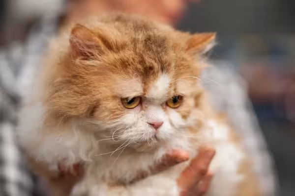 E mesmo com a carinha séria, o Selkirk Rex é um gato de pelo cacheado super amoroso