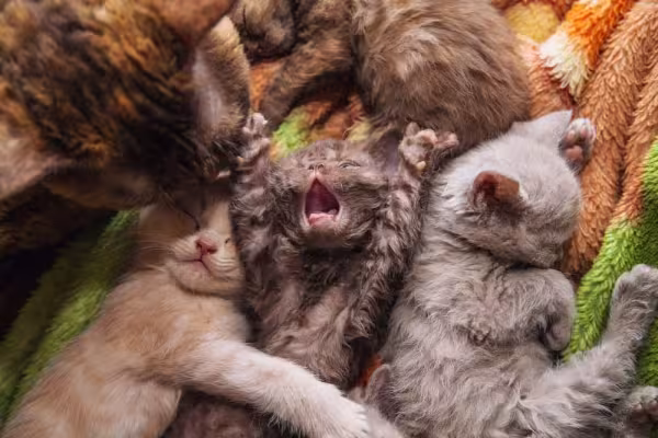 Os filhotes desse gato de pelo cacheado já nascem com a pelagem densa e encaracolada