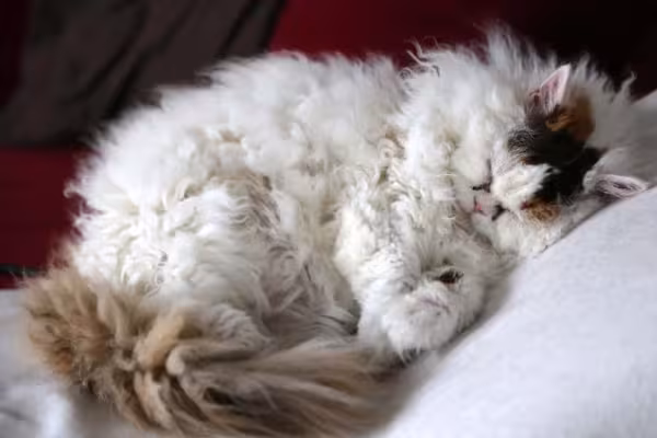 O Selkirk Rex é um gato de pelo cacheado que parece uma ovelha
