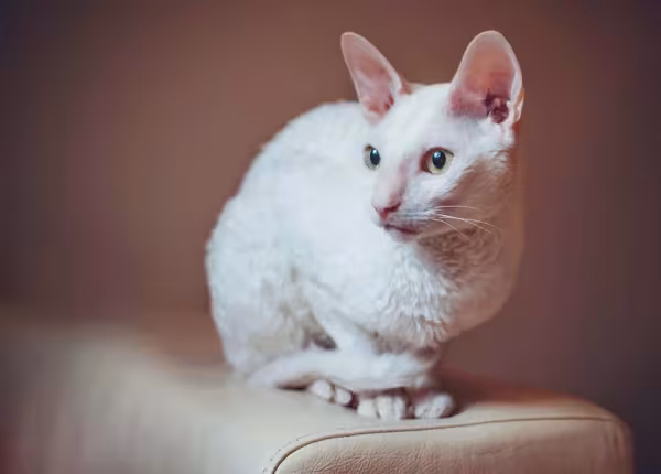 Esse gato de pelo cacheado e curto também é visto com um felino exótico