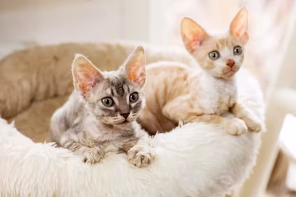 Os filhotes de gato de pelo cacheado da raça Cornish Rex já mostram os cachos desde cedo