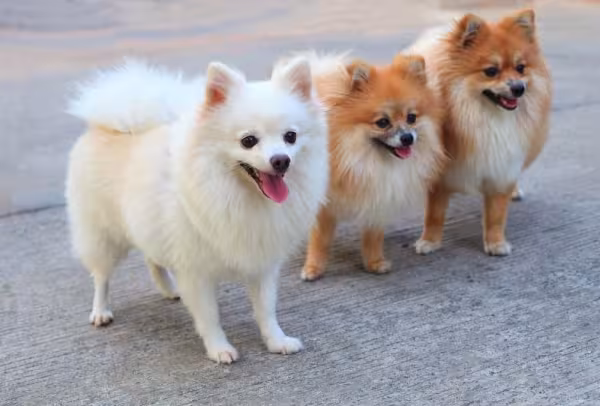 Lulu da Pomerânia branco ou caramelo são super populares