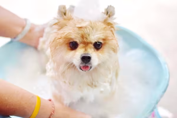 O Lulu da Pomerânia precisa ser bem seco depois do banho