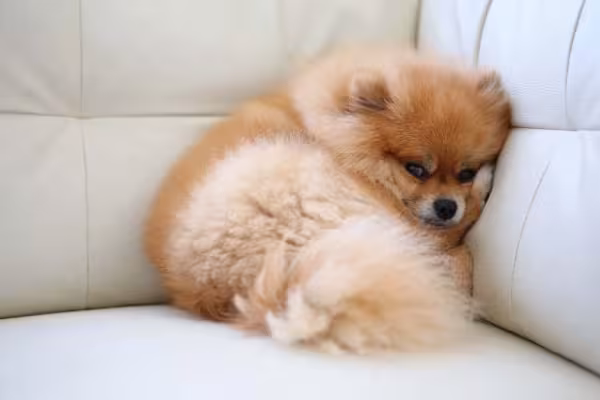 Raça de cachorro Lulu da Pomerânia fica bem sozinha, mas gosta de atenção