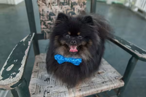 Spitz preto na versão anão (Lulu da Pomerânia) não é tão comum, mas é lindo