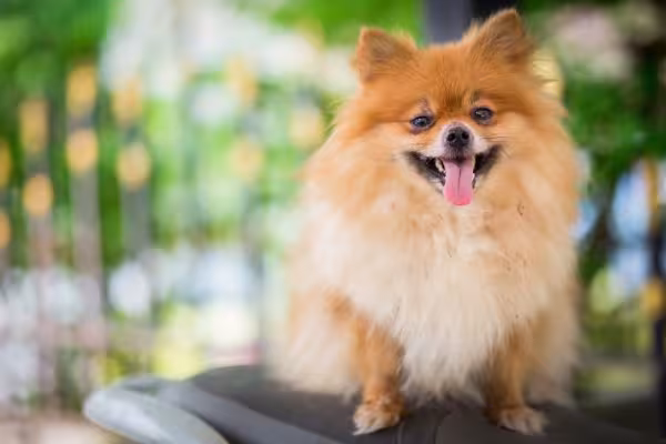 O Lulu da Pomerânia dourado e bege é um dos mais comuns