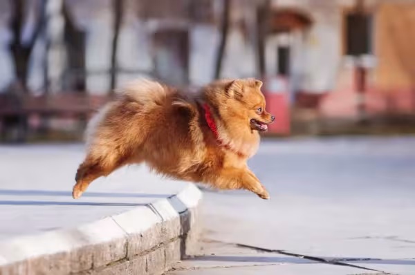 O Lulu da Pomerânia é cheio de energia e ama brincar