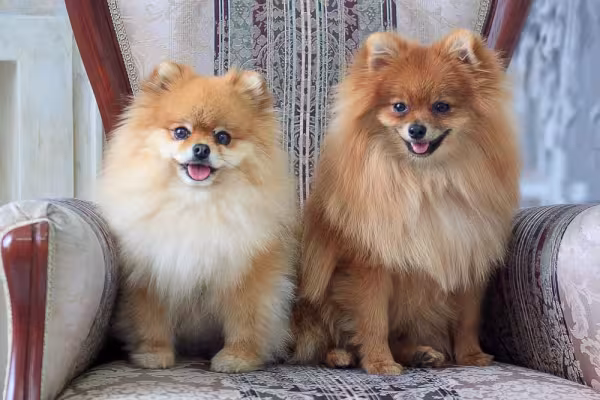 Diferença entre Lulu e Spitz só é percebida por quem reconhece cachorro anão