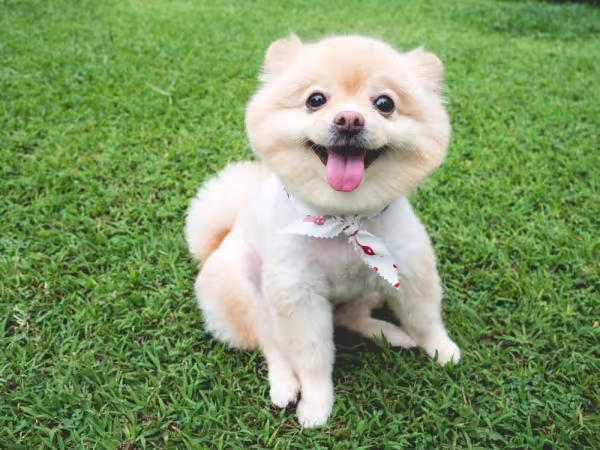 O Spitz Alemão ou Lulu da Pomerânia pode ficar bem diferente depois de tosado
