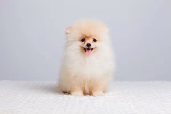 Spitz Alemão ou Lulu da Pomerânia tem a pelagem longa como característica