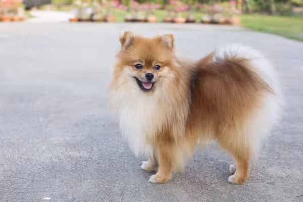 Lulu da Pomerânia (Spitz Alemão) é muito extrovertido e brincalhão