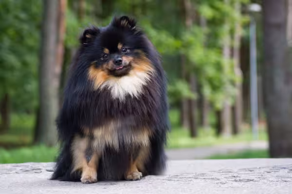 O Lulu da Pomerânia preto e marrom é um charme