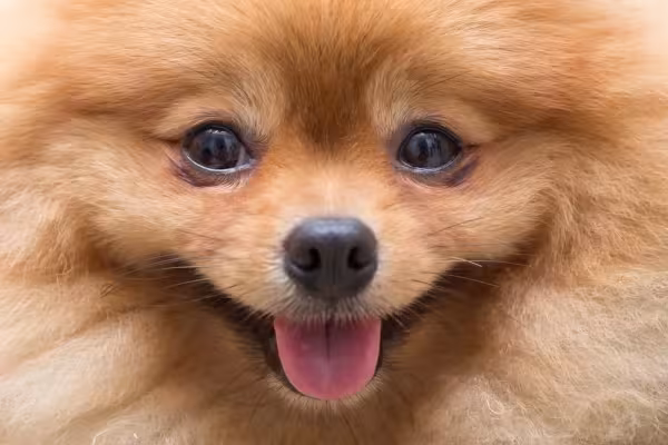 No caso do Lulu, cachorro tem pelos curtos próximo ao focinho