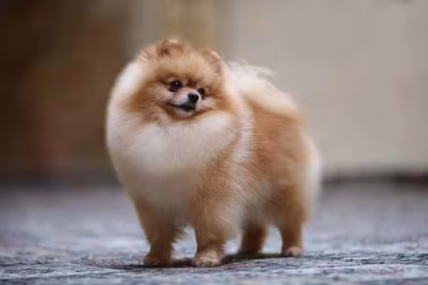 O Lulu da Pomerânia ou Spitz Alemão tem a postura altiva e forte