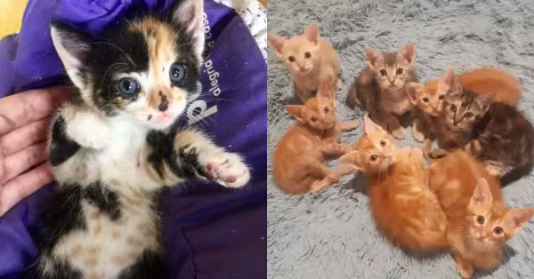 Esses filhotes de gato estão esperando por um lar na @cabanadopicapau! Adote!