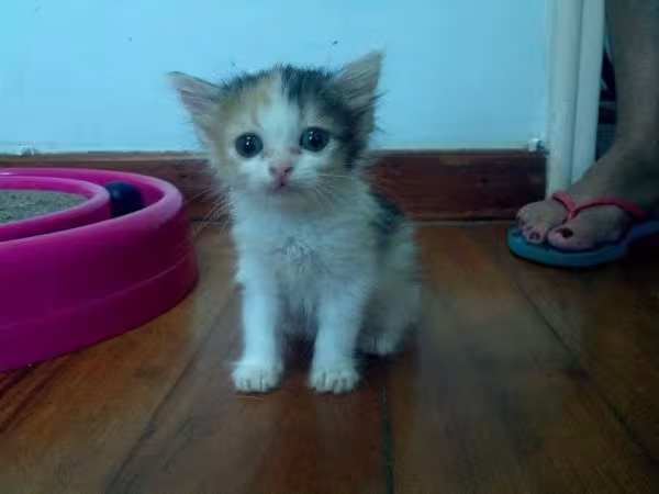 Belinha (essa gatinha com nome de cachorro) foi encontrada na rua em Nova Iguaçu, no Rio de Janeiro. Ela foi resgatada e adotada.