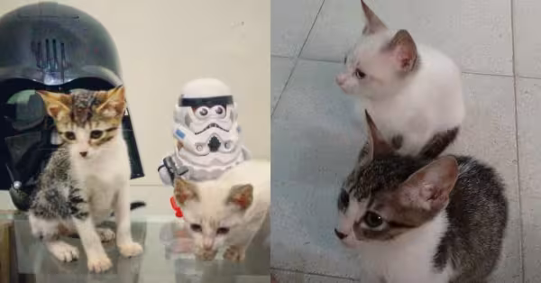 Luke e Leia foram encontrados com um mês no RJ. Foi no dia do lançamento de