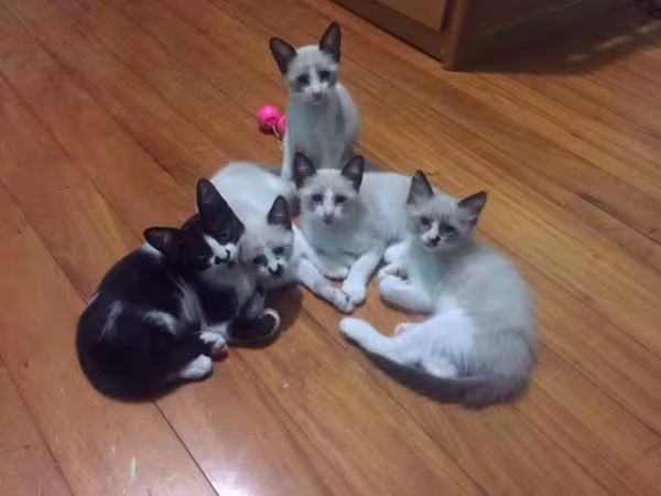 A mãezinha desses filhotes foi resgatada e eles estavam juntos. Felizmente, todos ganharam um novo lar cheio de amor!